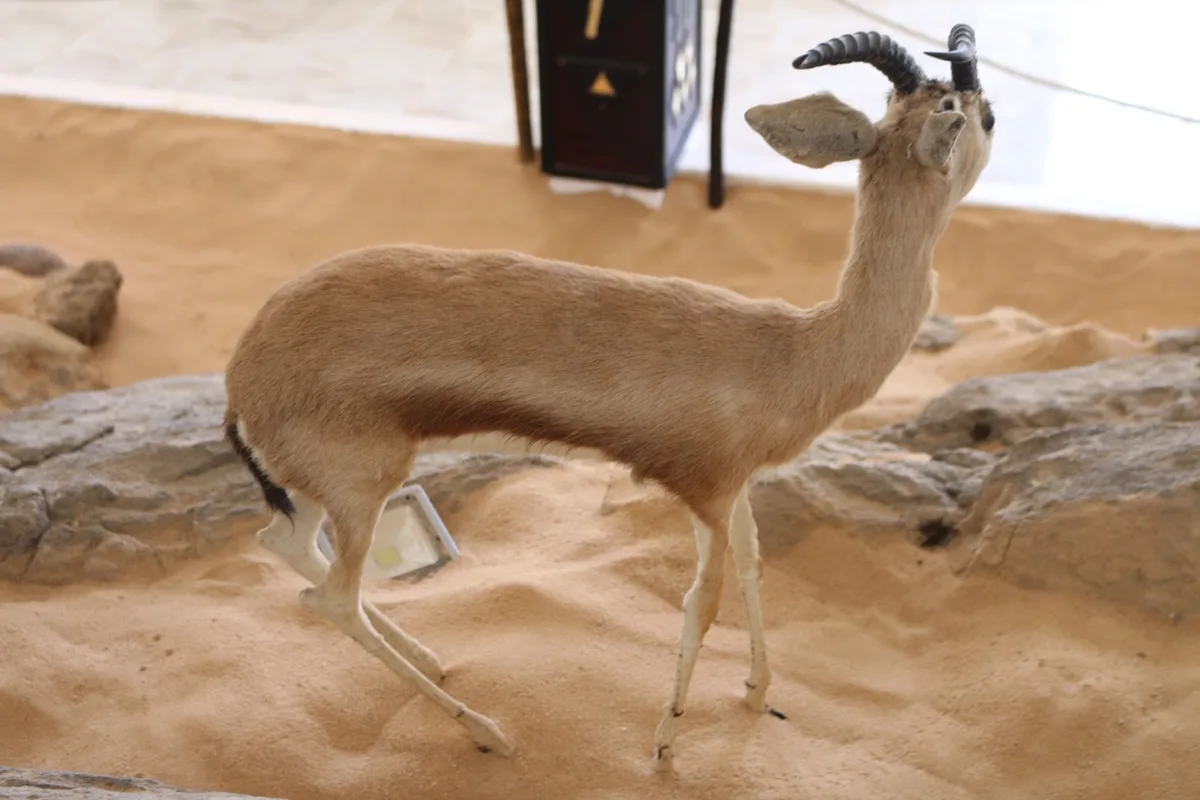 Museum of Dar El Imzad — photo 83 of 157