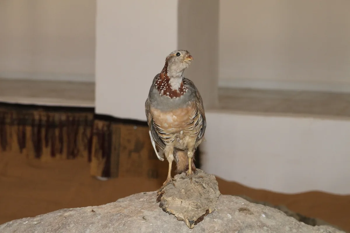 Museum of Dar El Imzad — photo 82 of 157